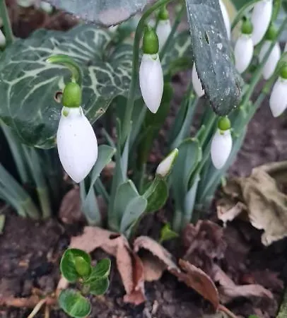 En Affittacamere Mangalia