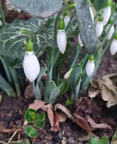 En Guest house Mangalia